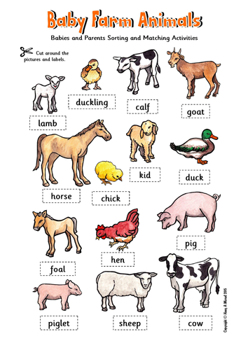 The Farm KS1– Worksheets | Teaching Resources