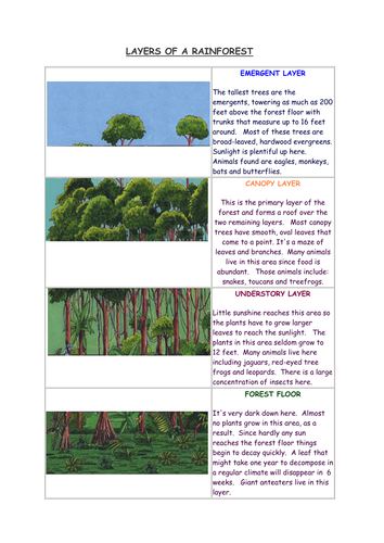 SEN Worksheet - Layers of the Rainforest with notes | Teaching Resources