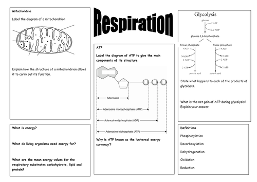 A2 Respiration Revision Mat