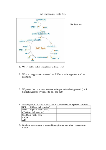 Respiration stages questions | Teaching Resources