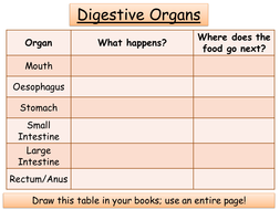 pptx enzymes digestion tests biology diet mb
