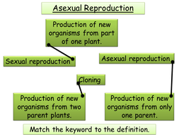 Year 8 Biology - Flower structure, Pollination, Fertilisation, Seed ...