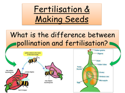 Year 8 Biology - Flower structure, Pollination, Fertilisation, Seed