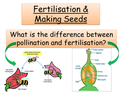 report cycle 8b 8 Year Pollination structure,  Biology Flower