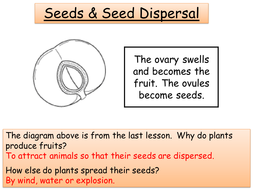 Year 8 Biology - Flower structure, Pollination, Fertilisation, Seed ...