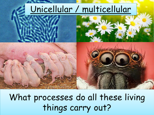 Year 8 Biology - Unicellular organsims, Yeast, Decomposers + Carbon