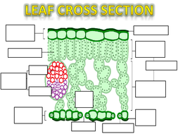 Leaf Anatomy Answer Key