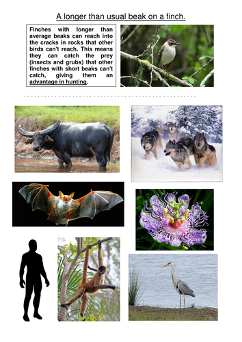 Science, year 6, evolution and inheritance 3, Where is the advantage in that?