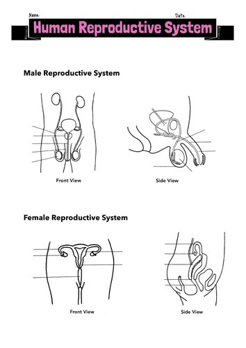 Label Human Reproductive System Teaching Resources 2813