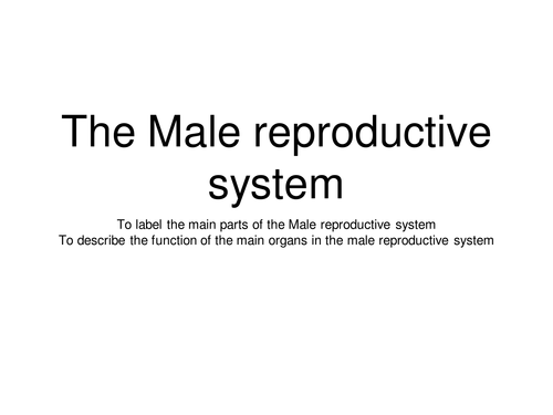 Male Reproductive system