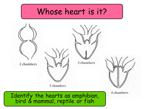 7.3 Circulatory system NEW Year 12 Biology specification