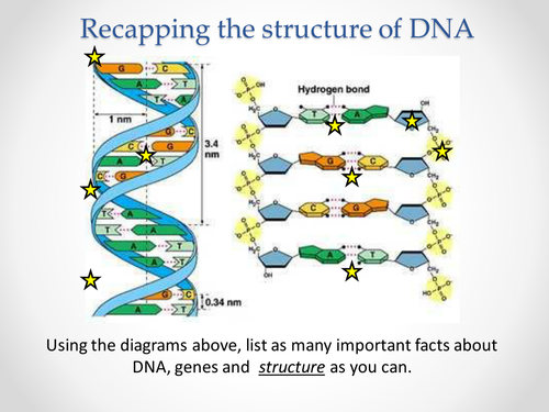 AQA AS & A-level Biology (2016 specification). Section 4 Topic 8: Protein synthesis 2 Triplet code