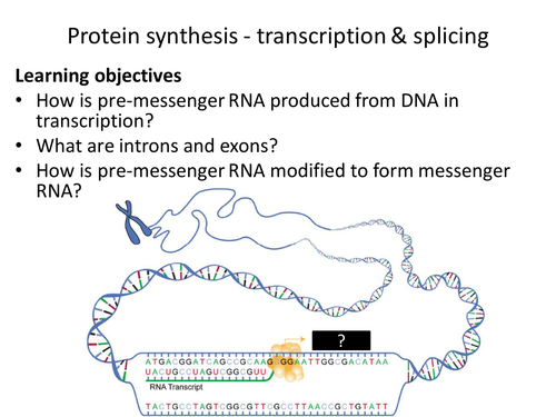 AQA AS & A-level Biology (2016 specification). Section 4 Topic 8: Protein synthesis 4 Transcription