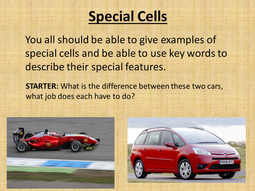 Special cells and cell models