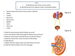 OCR A-Level biology Kidney Structure | Teaching Resources