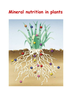 assignment on mineral nutrition in plants