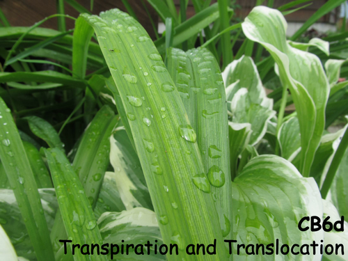 Edexcel CB6d Transpiration and Translocation