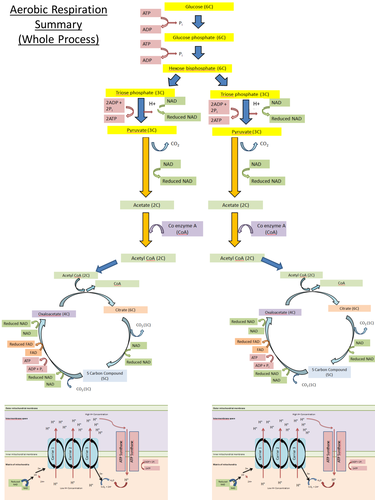 Respiration A level (AQA 2015 spec) | Teaching Resources