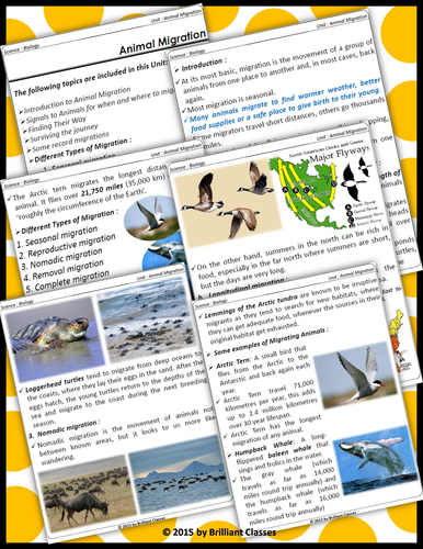 animal-migration-unit-with-worksheets-teaching-resources