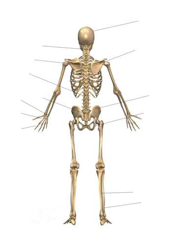 Edexcel New GCSE PE 9-1. Skeleton Diagram and a list of the bones of ...