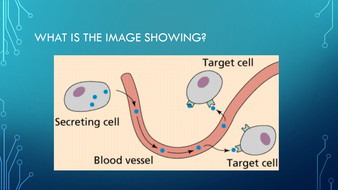 Endocrine System New AQA GCSE Lesson | Teaching Resources