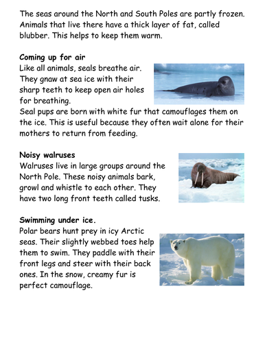 6 days literacy planning on Shackleton and the Antarctic for year 2 ...