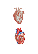 Edexcel New GCSE PE 9-1. Heart Diagrams. by tom1414 ...