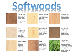 Table Top Resources - Softwoods- A3 | Teaching Resources