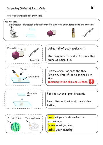 instructions for preparing animal and plant cell slides | Teaching Resources