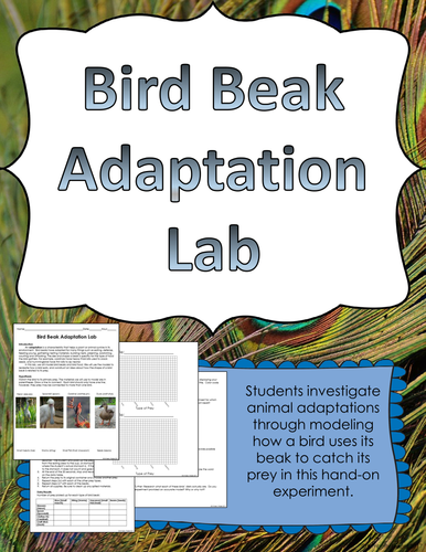 Bird Beak Adaptation Lab | Teaching Resources