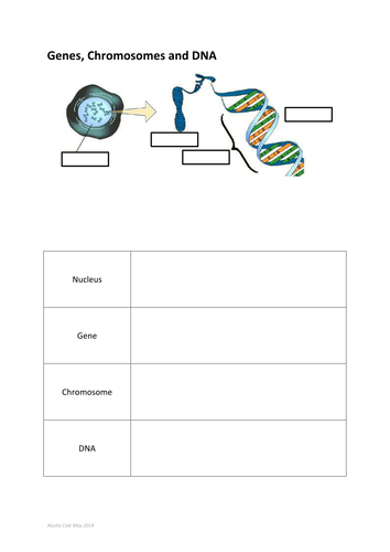 cell, nucleus, gene, dna, chromosomes | Teaching Resources