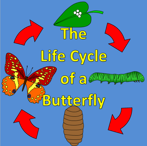 The Life Cycle of a Butterfly- Hungry Caterpillar, Spring