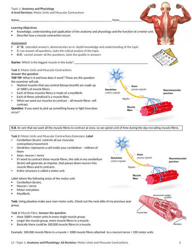 A-level PE: Motor Units and Muscular Contractions Revision