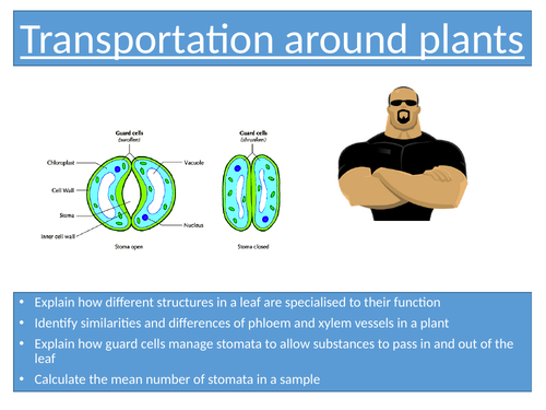 Xylem Phloem New AQA Spec | Teaching Resources