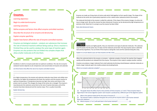 GCSE Biology / science Enzymes learning mat