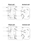 Cell Organelles KS3 | Teaching Resources