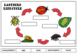 LADYBIRDS LIFE CYCLE TEACHING RESOURCES SCIENCE INSECTS MINIBEASTS ...