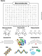 Macromolecules Word Search | Teaching Resources