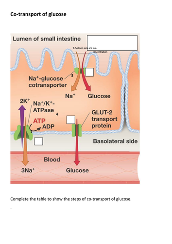 A level Co trasnport of glucose, digestion in the small intestine ...