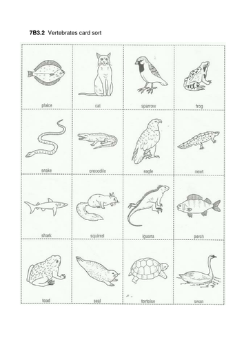 year 7 classification assignment