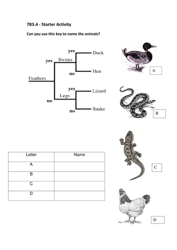 year 7 classification assignment