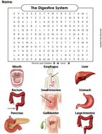 Digestive System Word Search | Teaching Resources