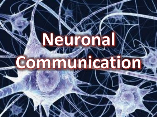 A2 OCR Biology 5.3 Neuronal Communication / Neurones / Action ...