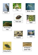 AQA The Living World - A freshwater Pond Ecosystem | Teaching Resources