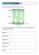 KS3 Plants - Lesson 1 - Structure of a Leaf | Teaching Resources