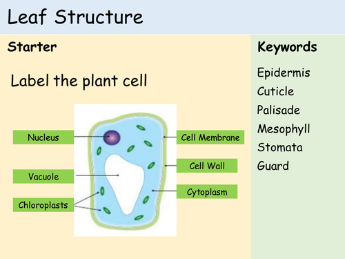 KS3 Plants - Lesson 1 - Structure of a Leaf | Teaching Resources