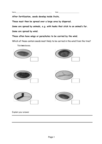 Key stage 2 science wind dispersal work sheet