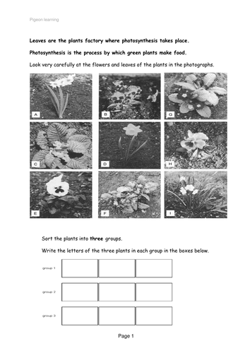 leaves - key stage 2 work sheet