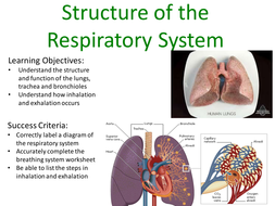 Structure of Respiratory System GCSE/As | Teaching Resources