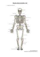 AQA GCSE PE (2016 specification) Skeletal system worksheets | Teaching ...